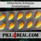 Africa Black Ant Capsule cialis1